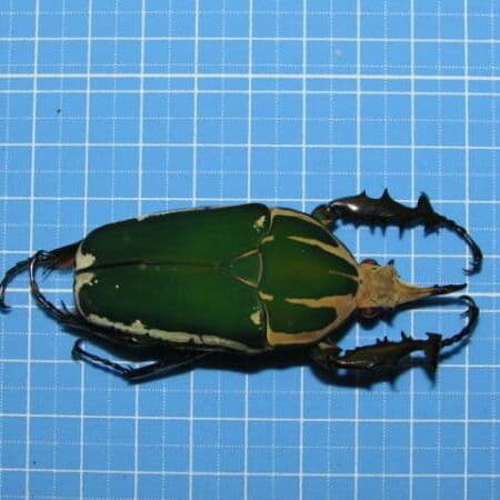 コンゴ産 赤道州 トルクアタ 　68mm