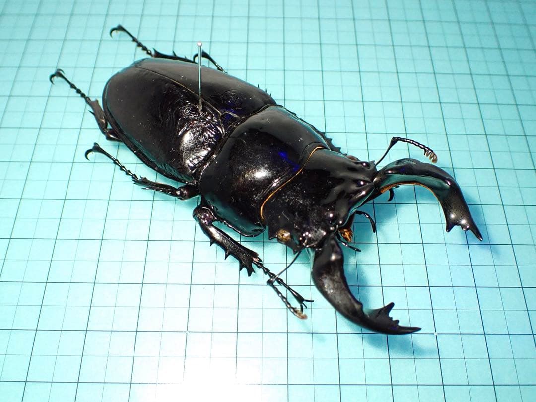 【標本】タランドゥスオオツヤクワガタ　コンゴ産89.8ミリ　飼育品