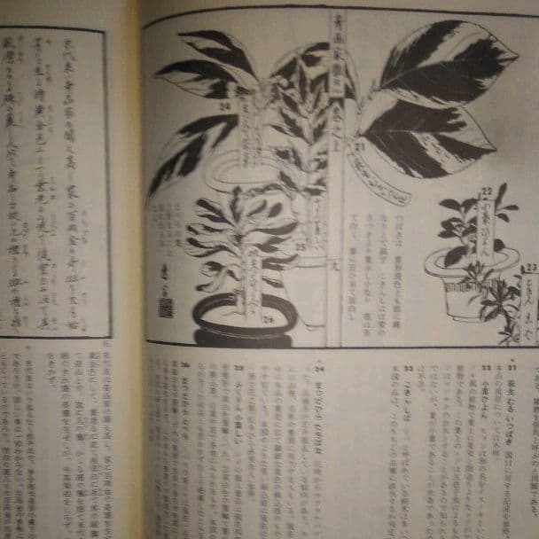 スーパーレア! 草木奇品家雅見～古書 江戸時代の書の復刻版と解説本