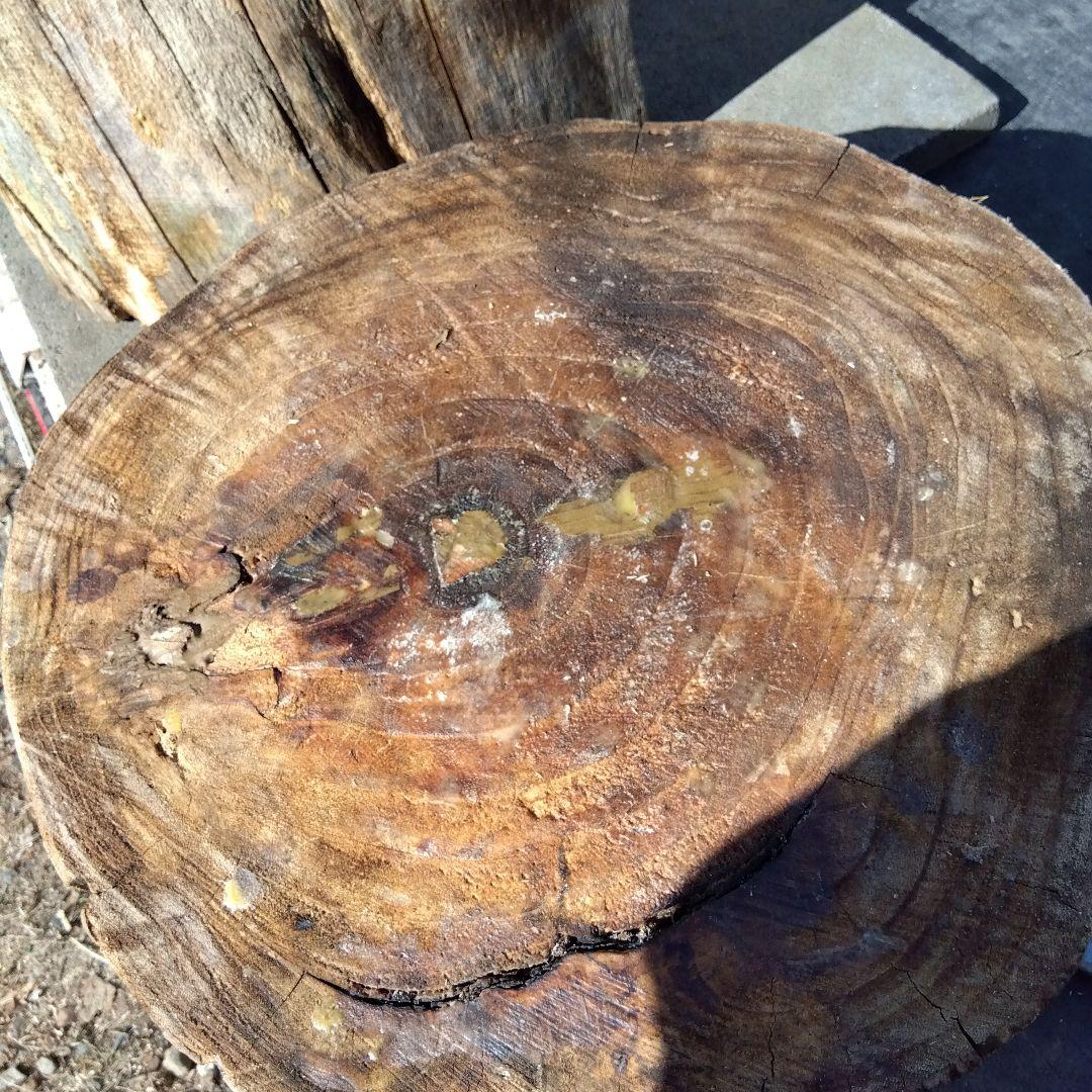 天然木製(桐材)円筒形採集道具 桐 丸洞 みつばち捕獲兼用飼育箱