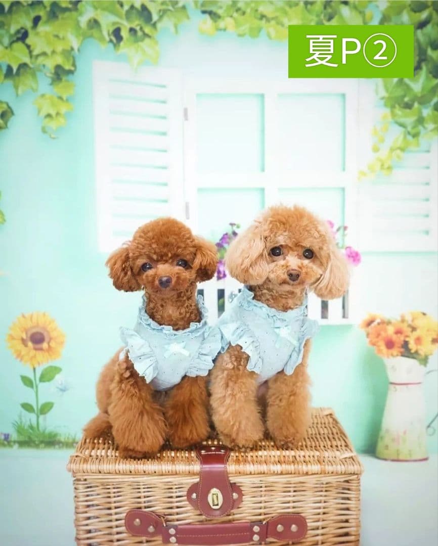 背景布×7+1　ペット撮影用ブース　トリミングチョーカー販売中　　夏　秋　お正月