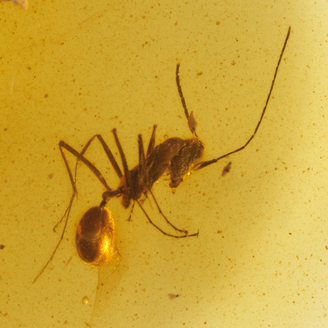 レア極上品 PA113虫入り琥珀化石　ミャンマーカムティかタナイ9900万年前