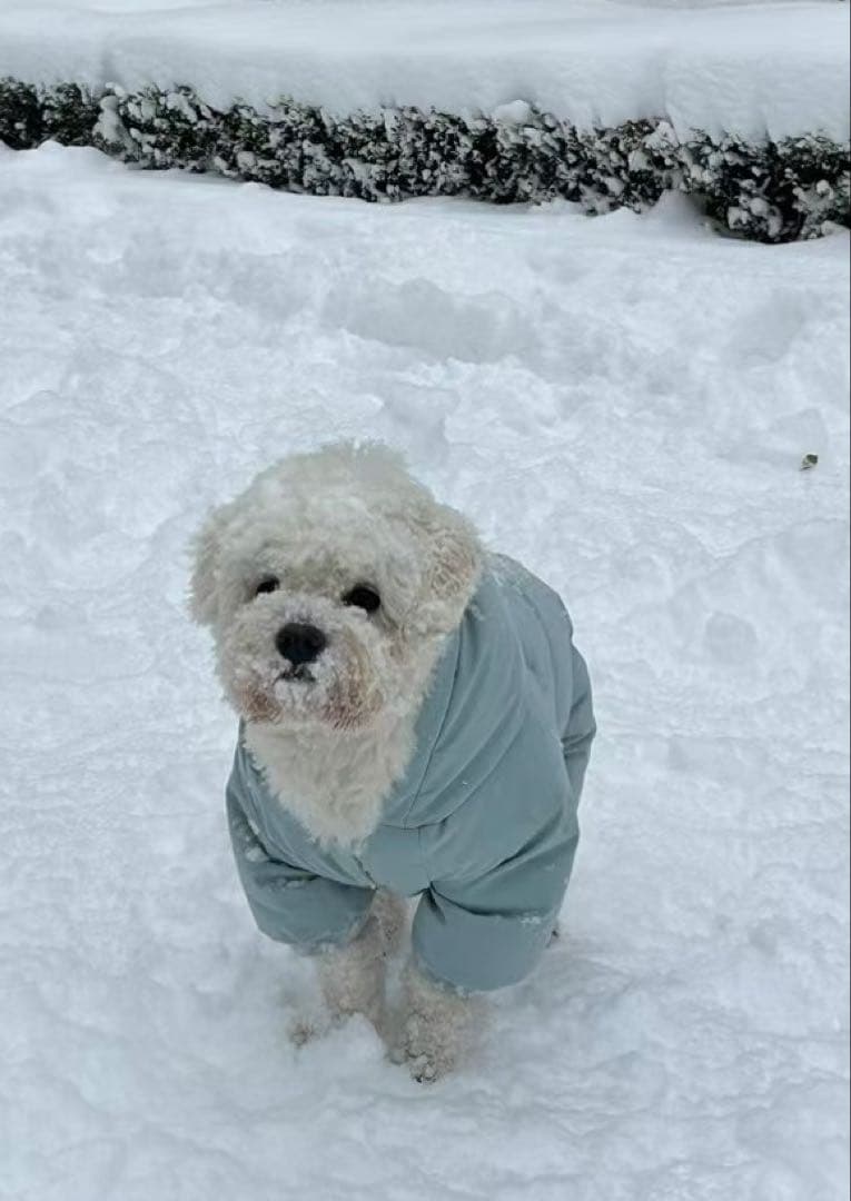 ペット　ダウンジャケット