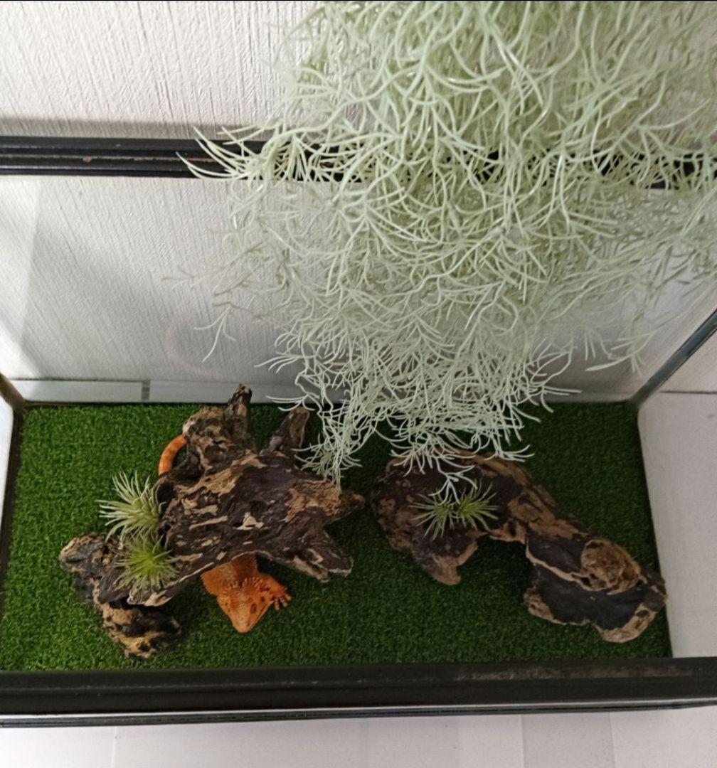 シグノ様　流木465　468　 469 　リクエスト　3点 おまとめ商品