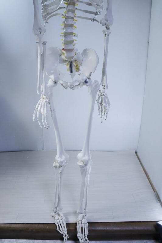 ◆骨格模型 人体模型 等身大　ヒューマンスカル 整体医学理科