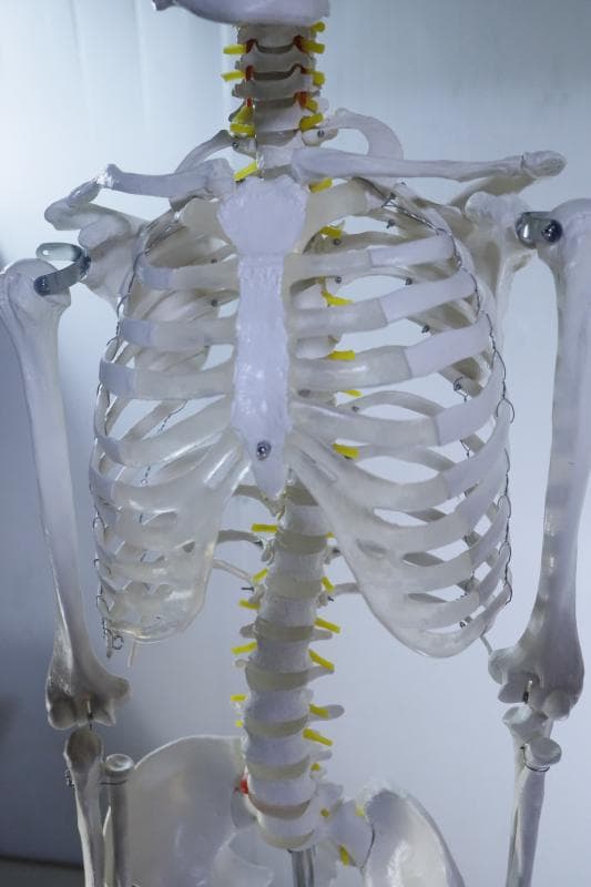 ◆骨格模型 人体模型 等身大　ヒューマンスカル 整体医学理科