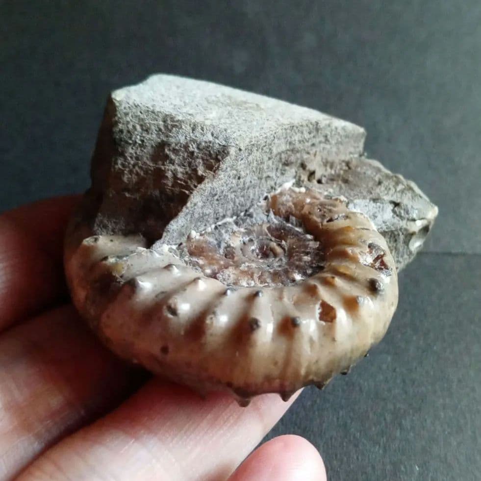 イギリス産　ジュラ紀　アンモナイト　刺々　希少種