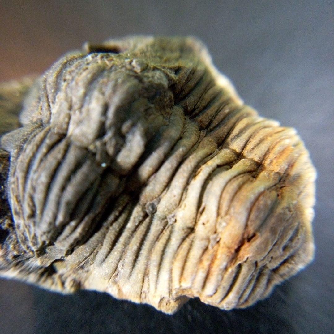 三葉虫　化石　fossil　ボリビア産　trilobite　海生動物個体⑩