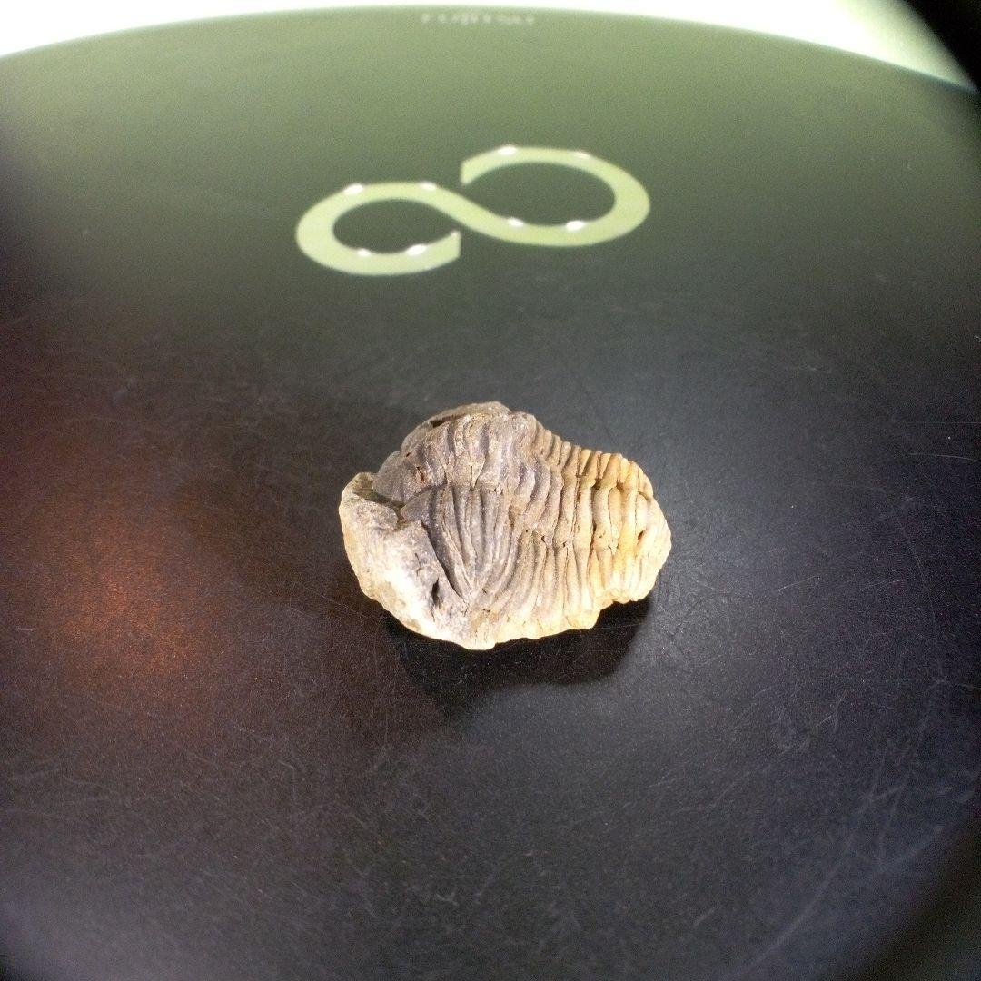 三葉虫　化石　fossil　ボリビア産　trilobite　海生動物個体⑩