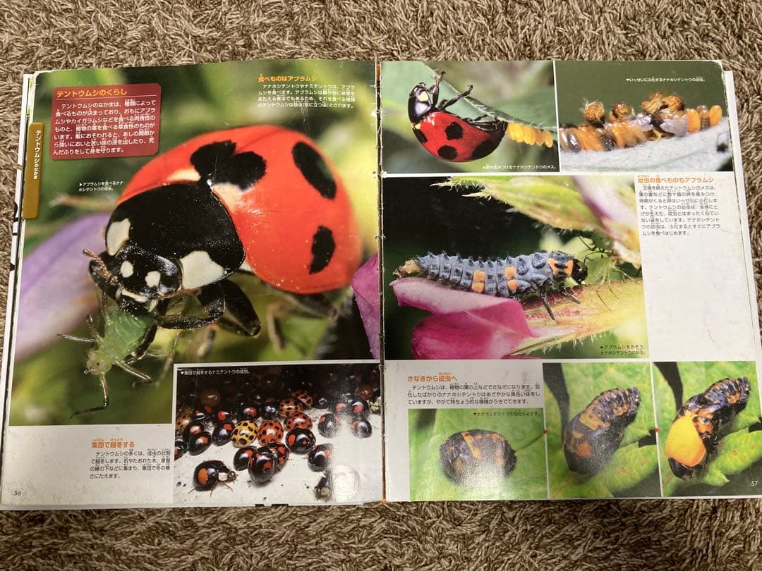 【中古】講談社の動く図鑑　move 9巻セット　DVD付　動物魚昆虫鳥恐竜宇宙