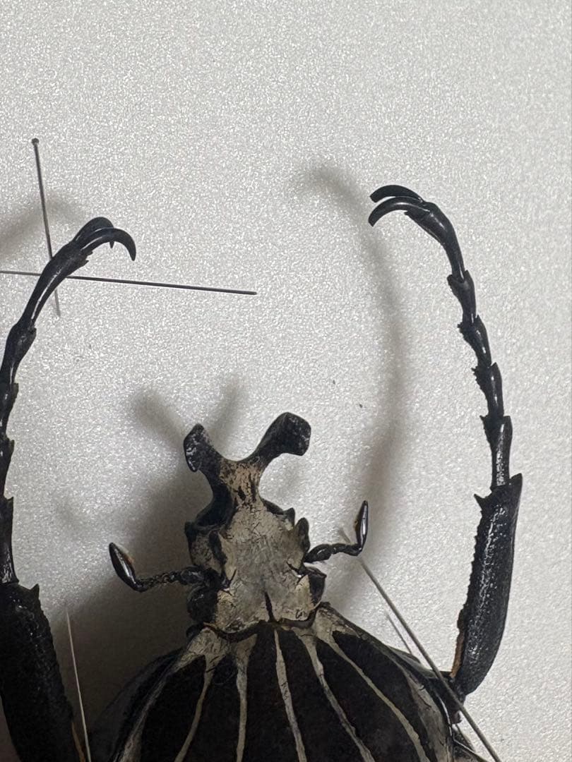 カメルーン産　ゴライアス