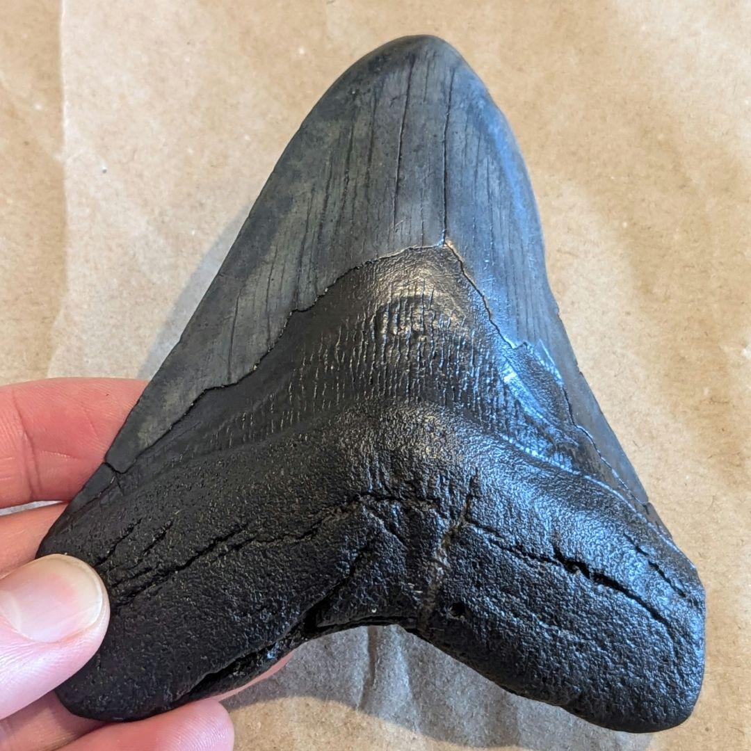 大きなメガロドンの歯　化石　123mm MG1201