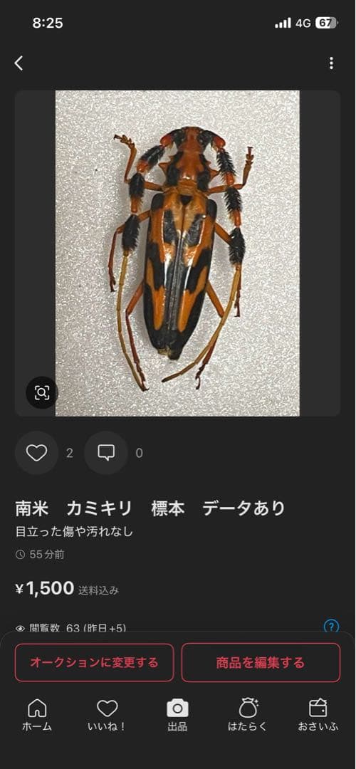コエポン　　まとめ購入　コガネムシ　標本　ベトナム