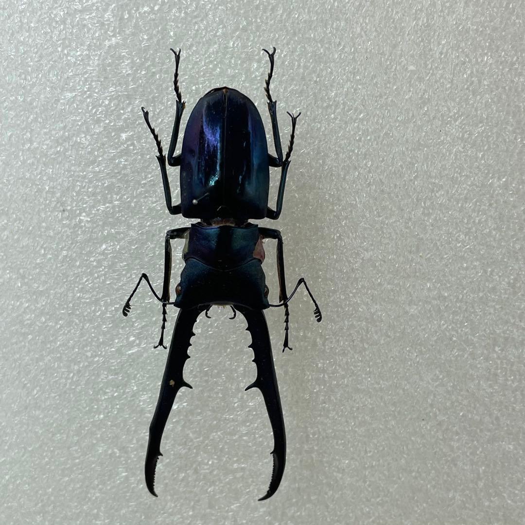 標本　ブルータイプ　メタリフェルクワガタ　♂３頭　WILD
