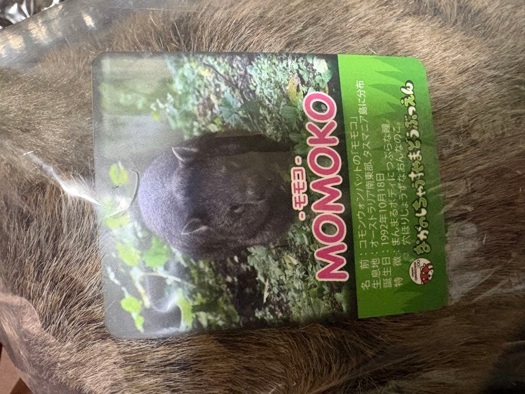 茶臼山動物園　ウォンバット　ぬいぐるみ ウォレス モモコ パペット