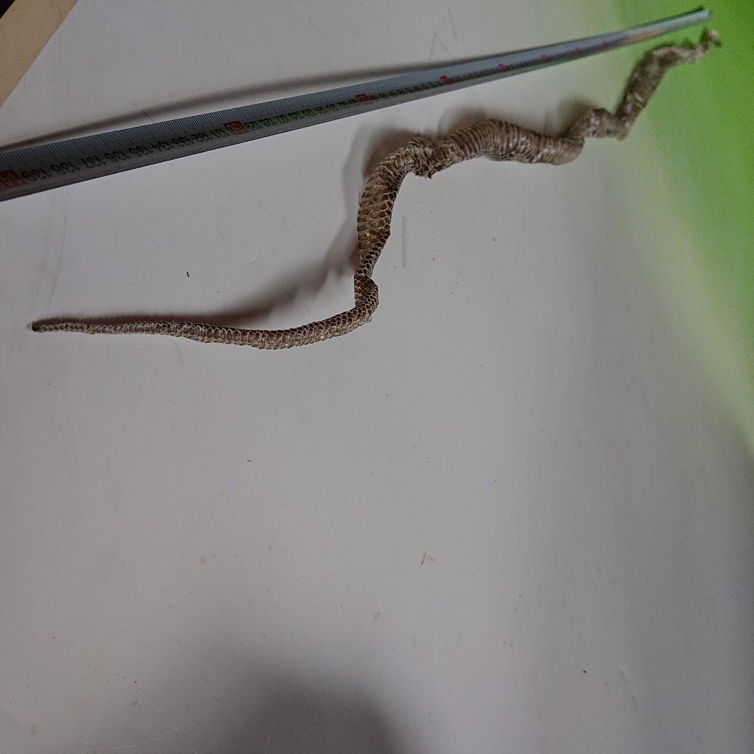 青大将蛇の脱皮