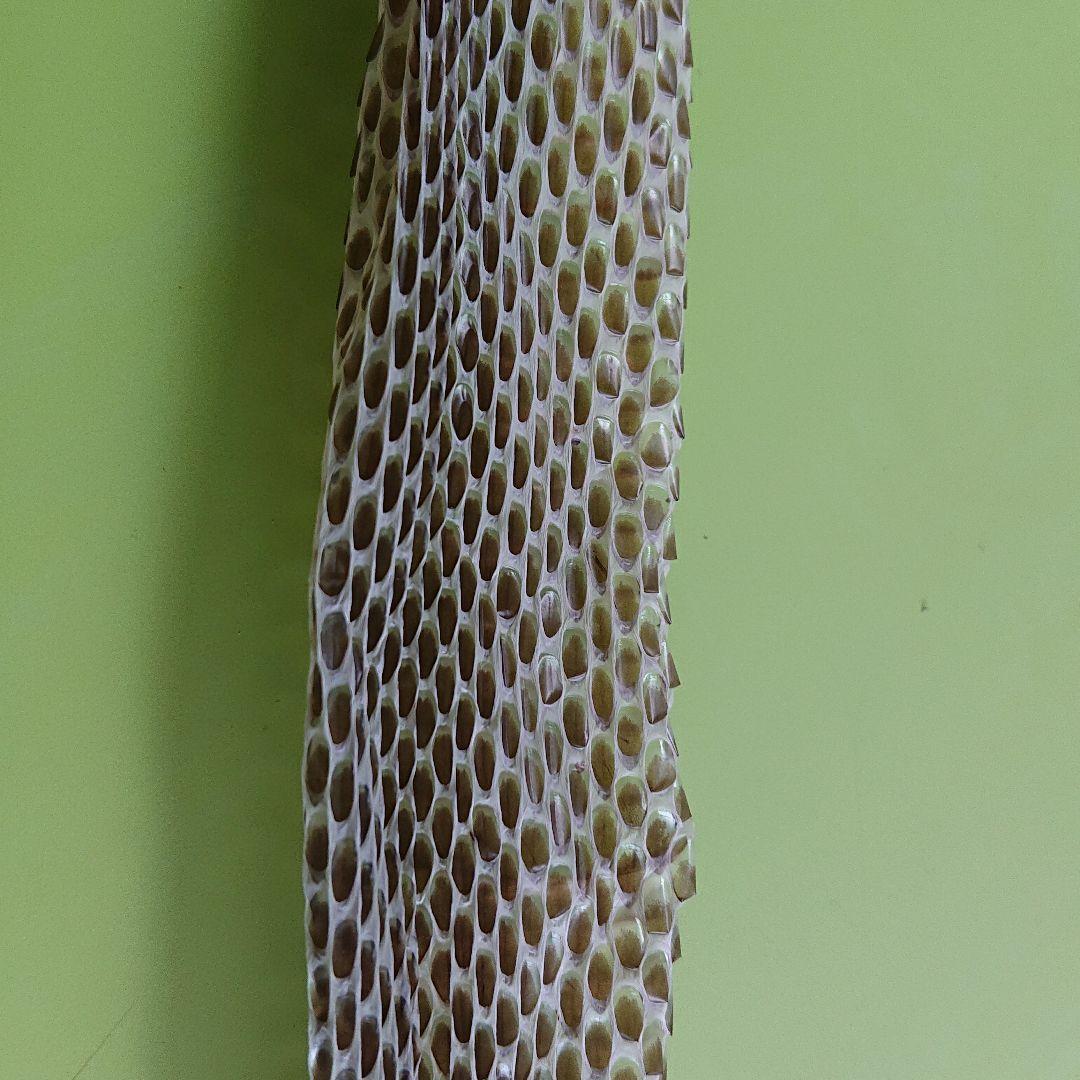 青大将蛇の脱皮