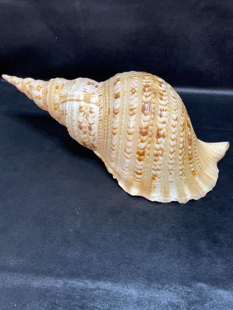 法螺貝　特大ホラ貝　新鮮な法螺貝　大きいサイズ　K001005