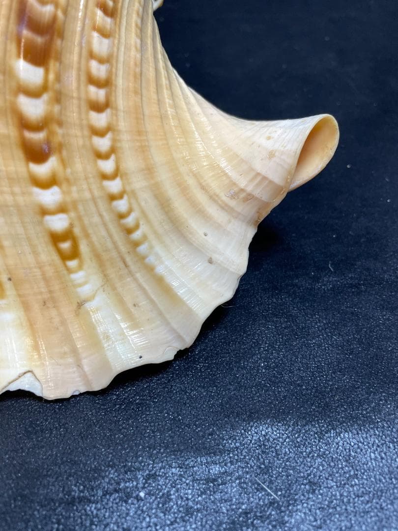 法螺貝　特大ホラ貝　新鮮な法螺貝　大きいサイズ　K001005