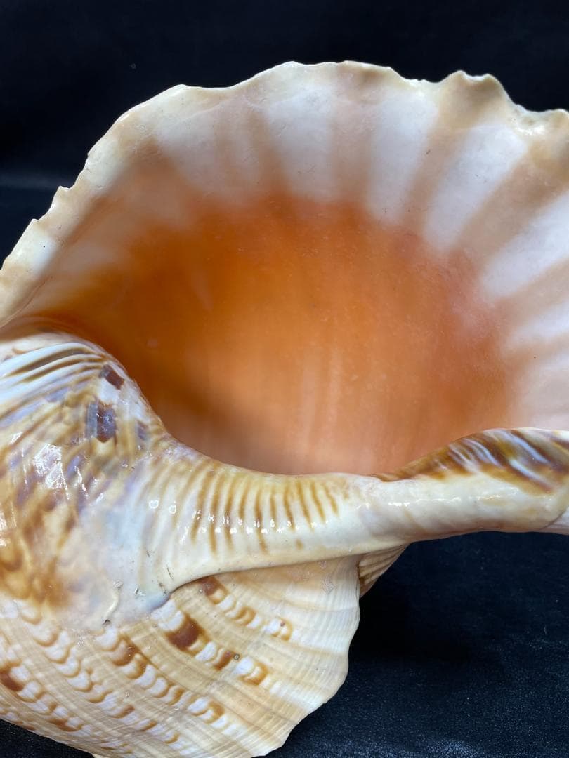 法螺貝　特大ホラ貝　新鮮な法螺貝　大きいサイズ　K001005