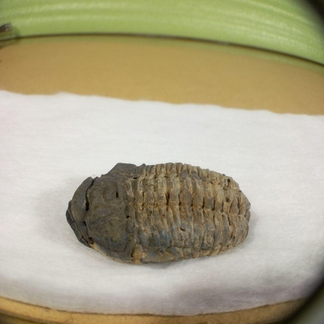 三葉虫　化石　三葉虫化石　究極のレトロ　fossil　ボリビア産　化石管理番号⑧