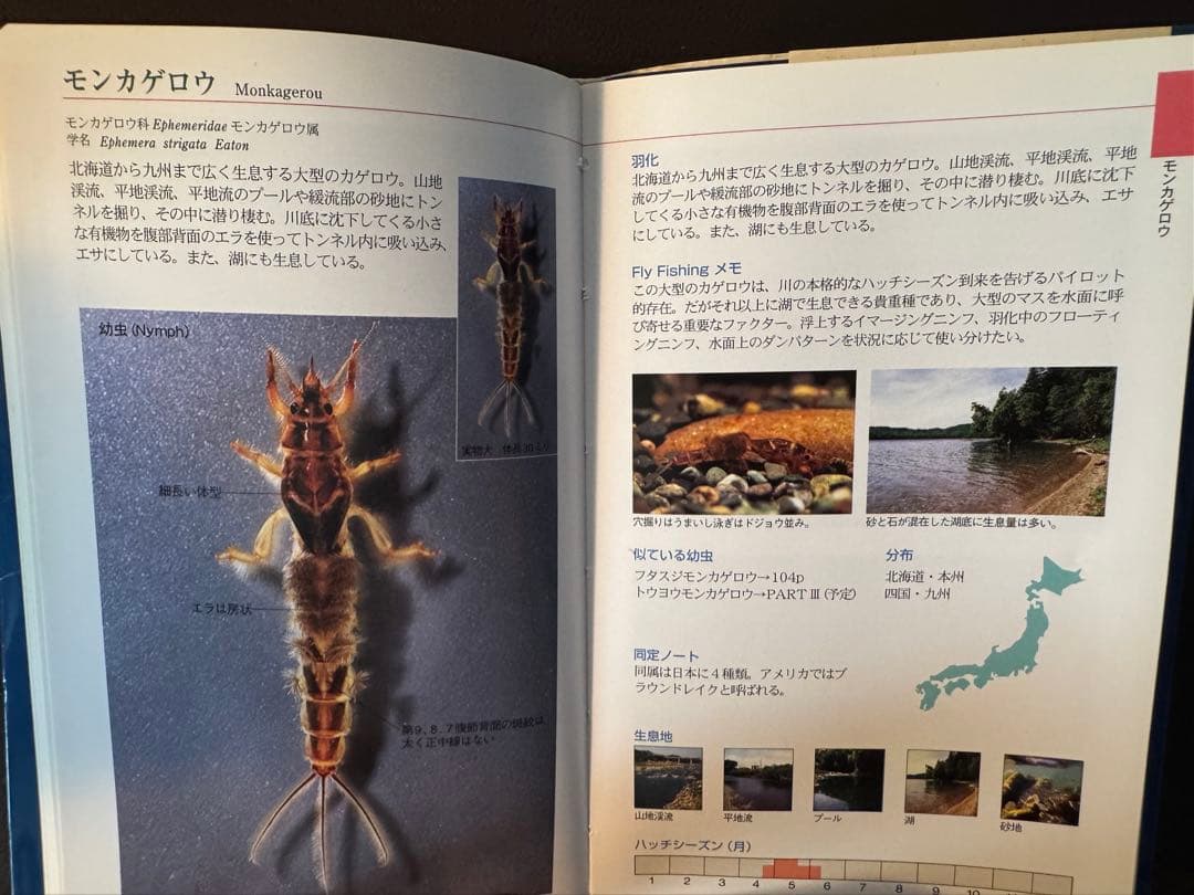 水生昆虫ファイル ①〜③セット