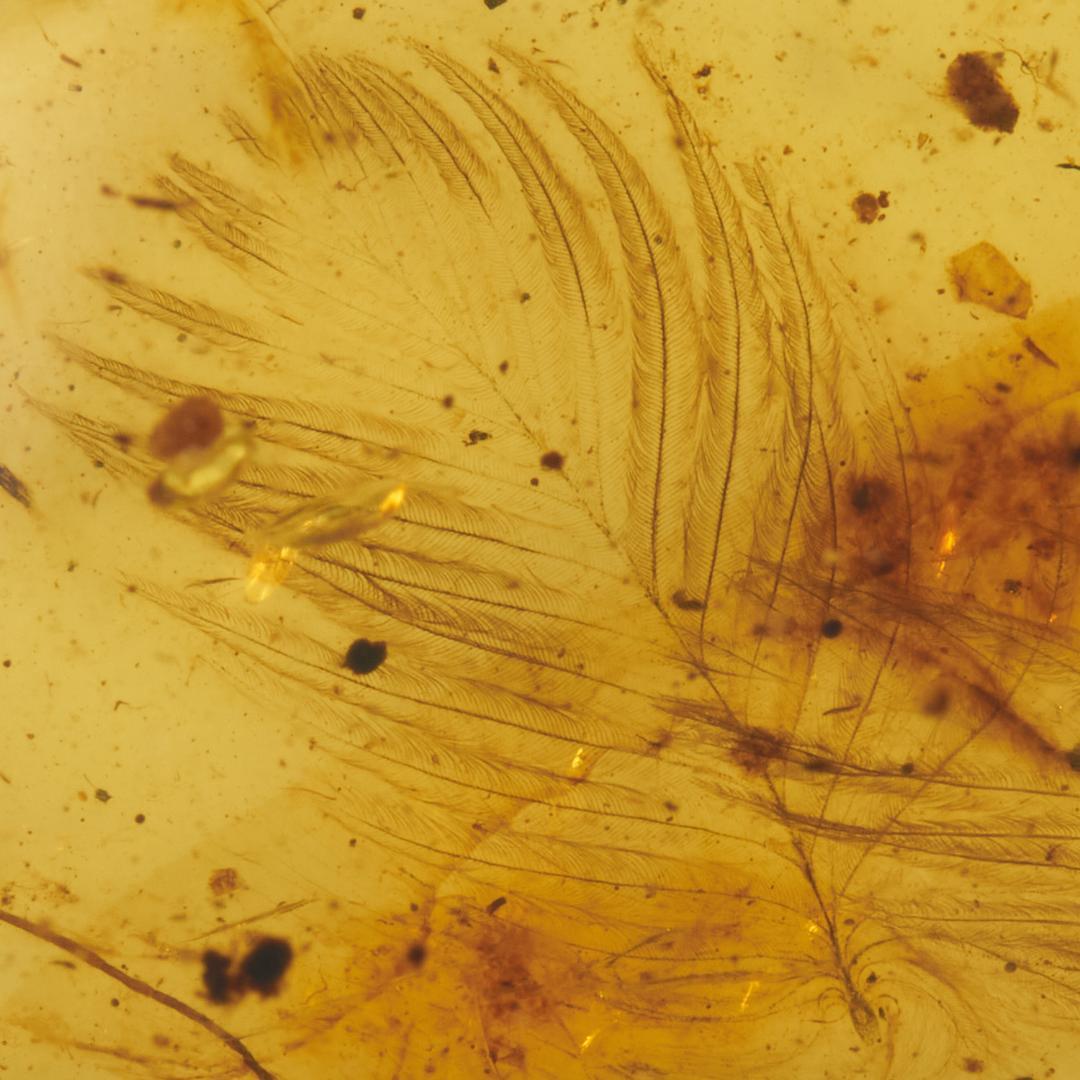 レア極上品 PA145虫入り琥珀化石　ミャンマーカムティかタナイ9900万年前