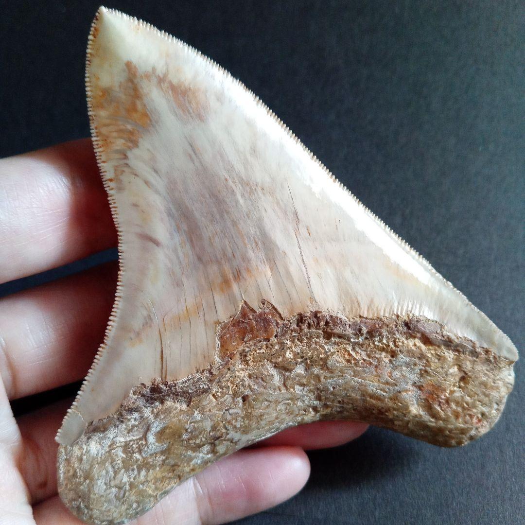 サメの歯化石　インドネシア　 メガロドン