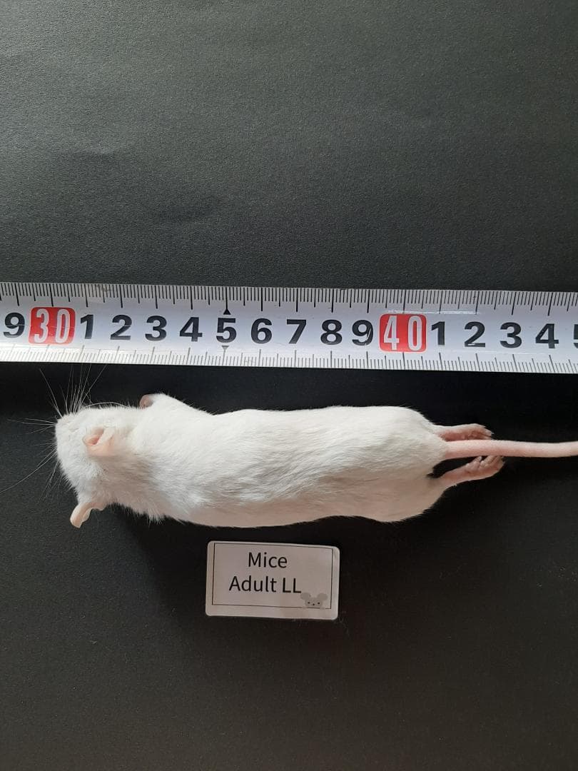★ももんがーZ★国産 冷凍マウス アダルトL20匹●アダルトLL 20匹