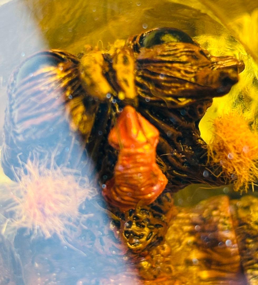 マクファーレントイズ　ムービーマニアックス　ザ・フライTHE FLY フィギュア