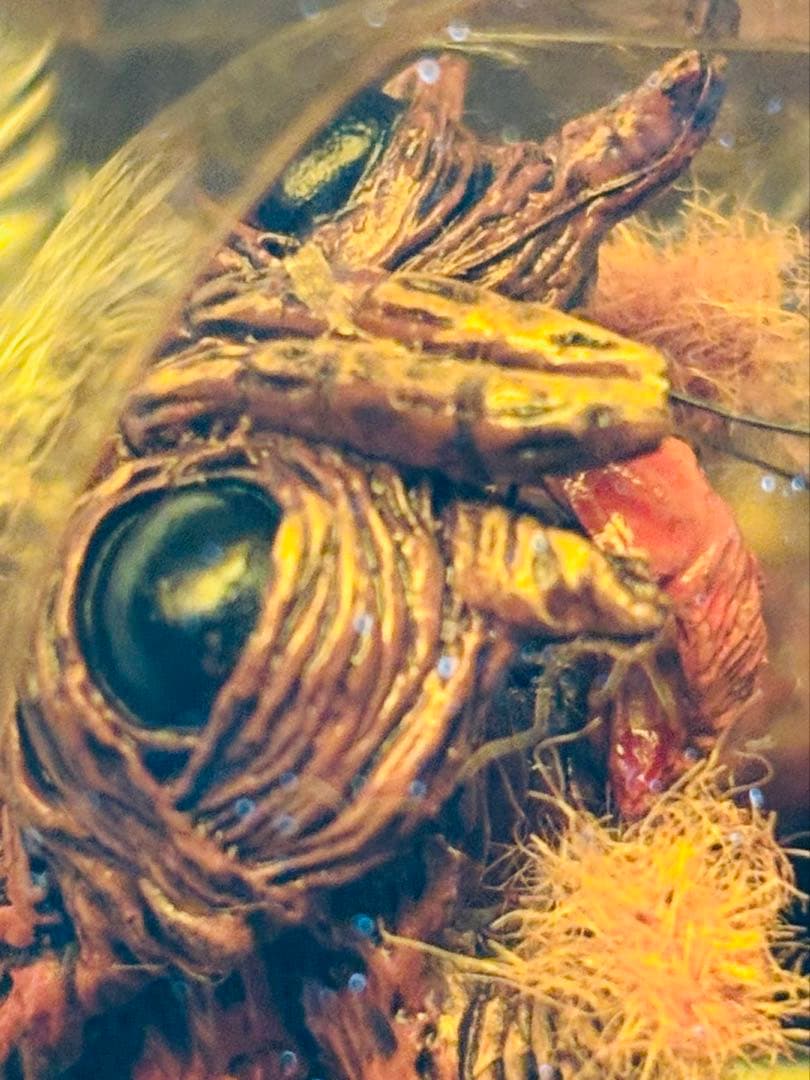 マクファーレントイズ　ムービーマニアックス　ザ・フライTHE FLY フィギュア