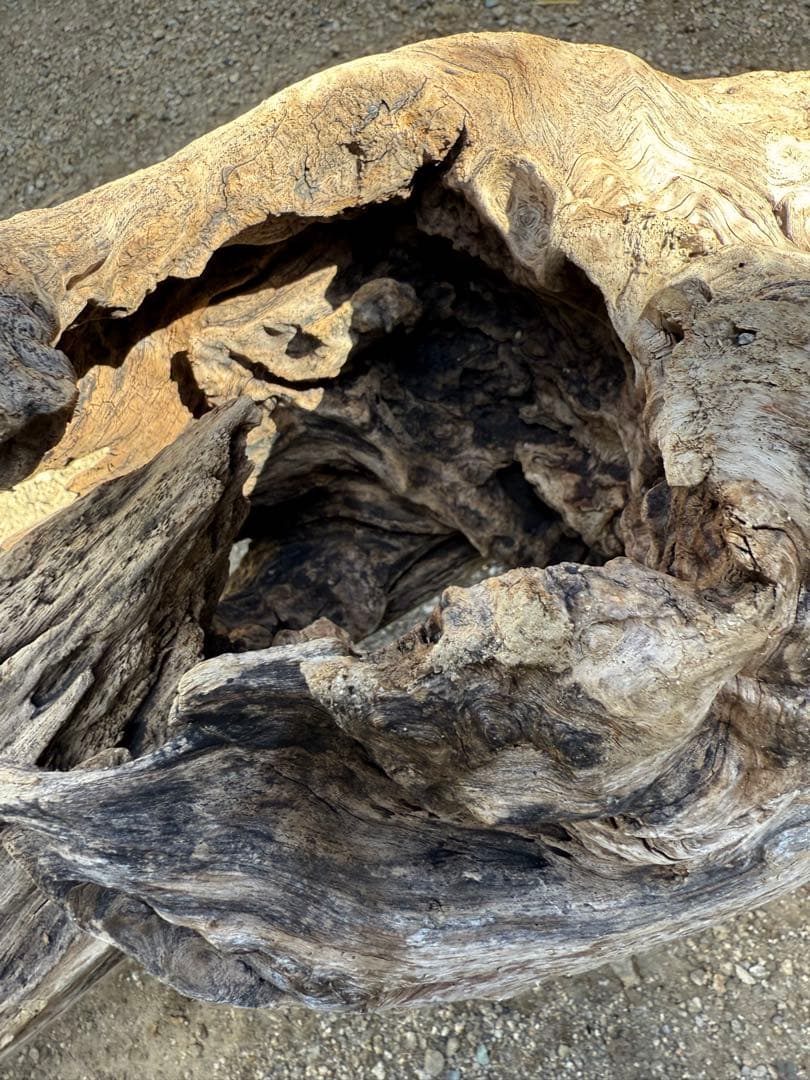 特大流木　流木 レイアウト用品 約143×cm 流木 店舗装飾