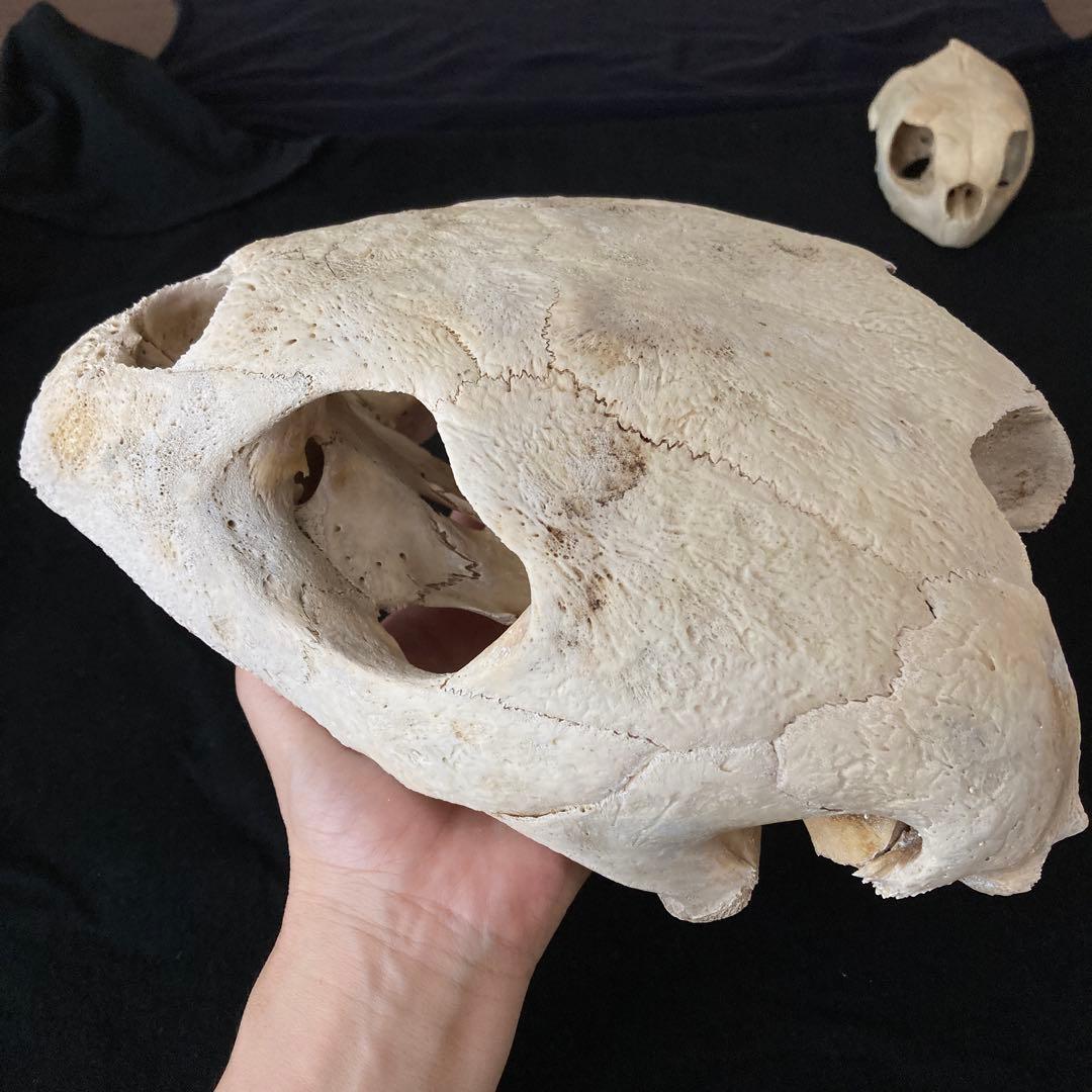 アカウミガメの頭骨、頸椎、クチバシ