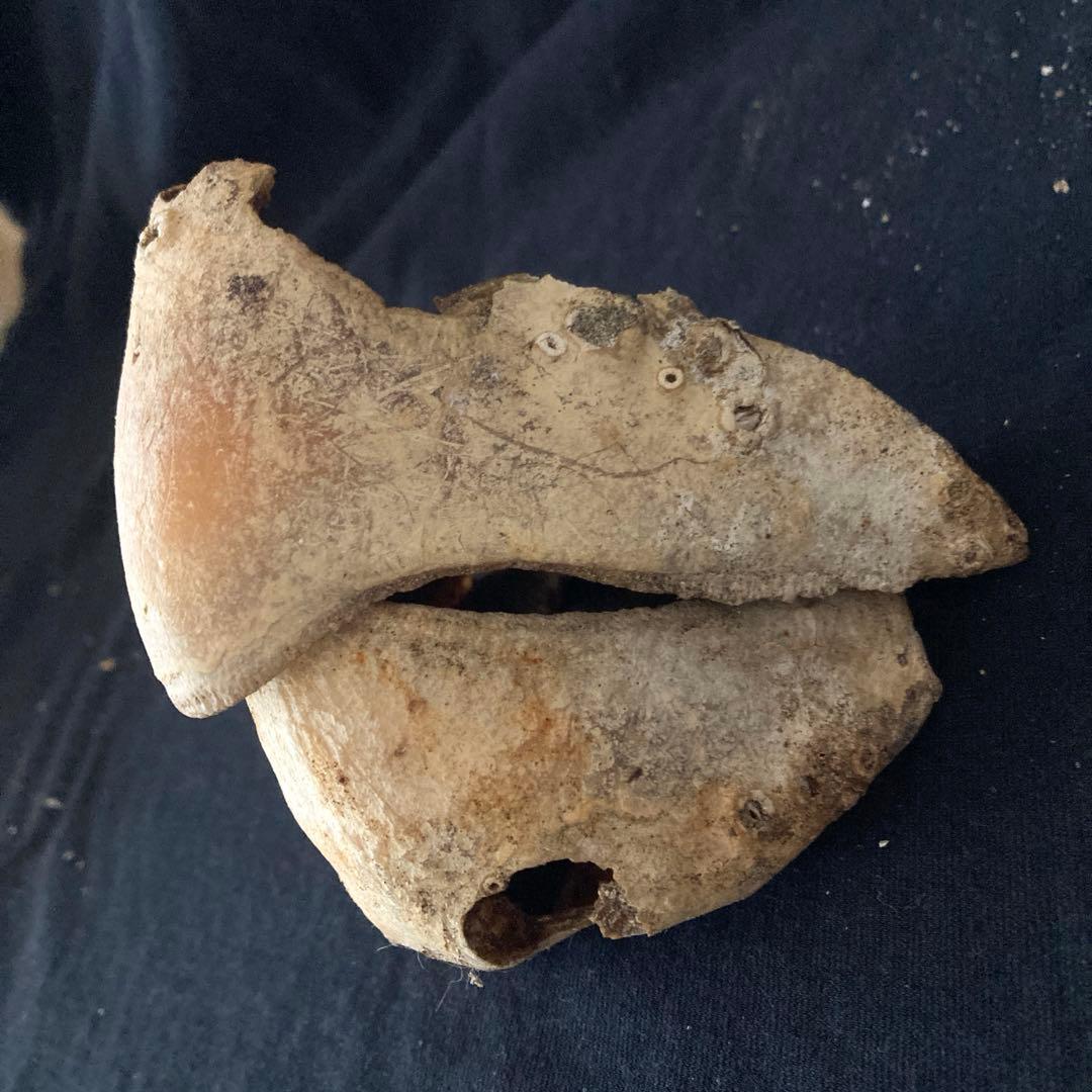 アカウミガメの頭骨、頸椎、クチバシ