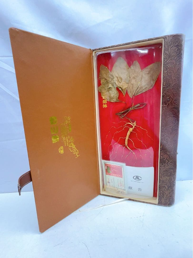 1ADM019 【超希少】野生 山参（サンサム）中国東北部深山 高麗人参