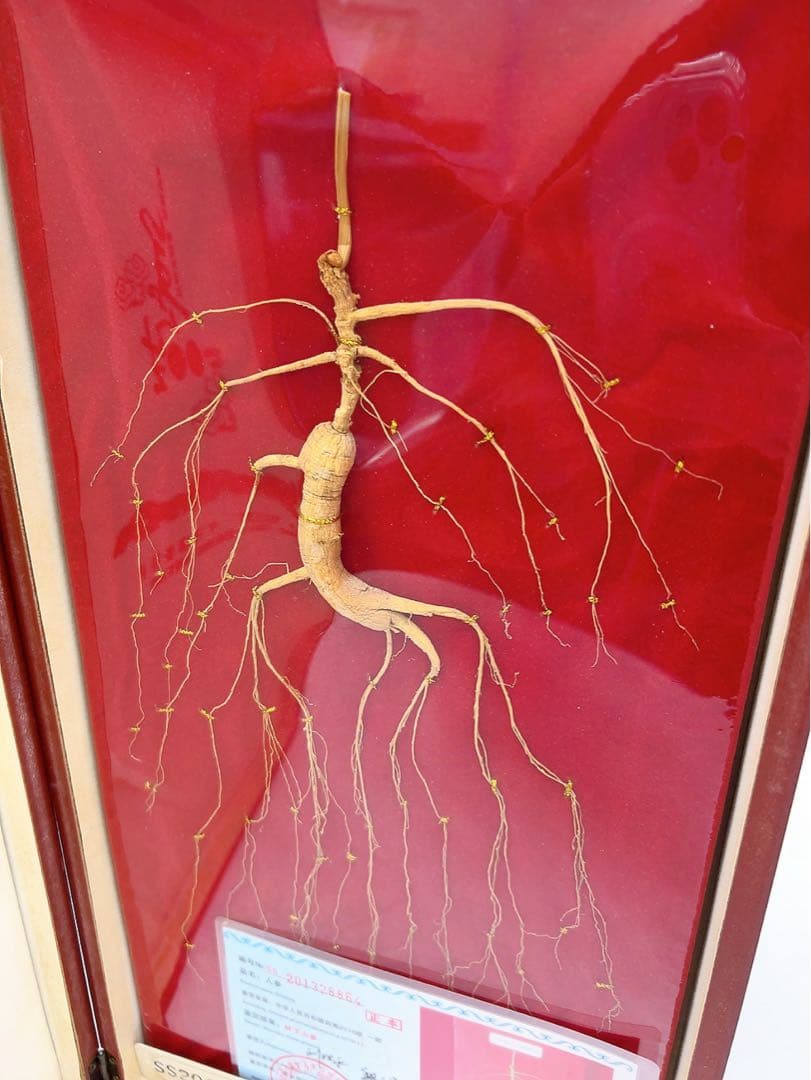 1ADM019 【超希少】野生 山参（サンサム）中国東北部深山 高麗人参