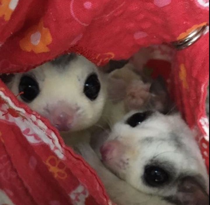 モモンガハウス(花柄パッチワーク柄)    夏仕様  涼しい夏生地を使用❗️