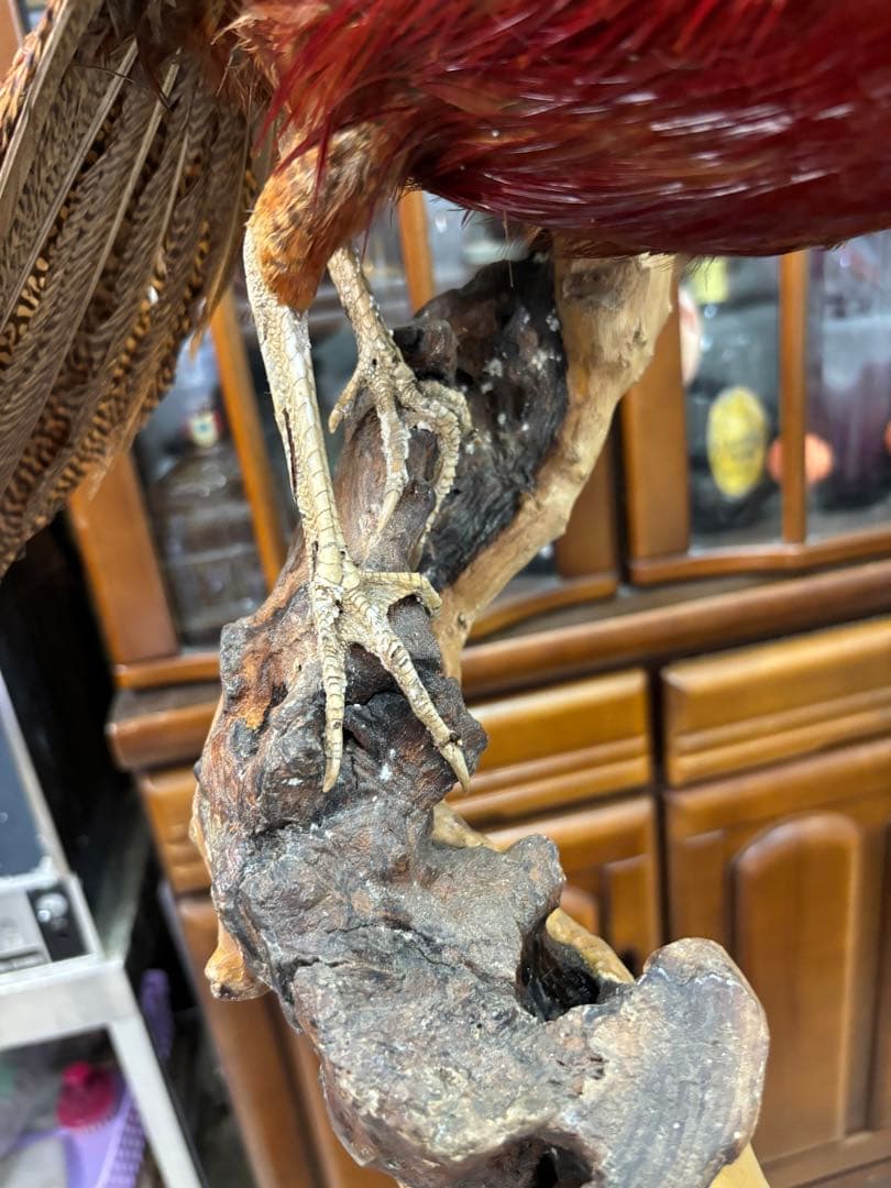 キジの 剥製 木製 の台座 鳥の置物 高さ約７１cm 大特価激安