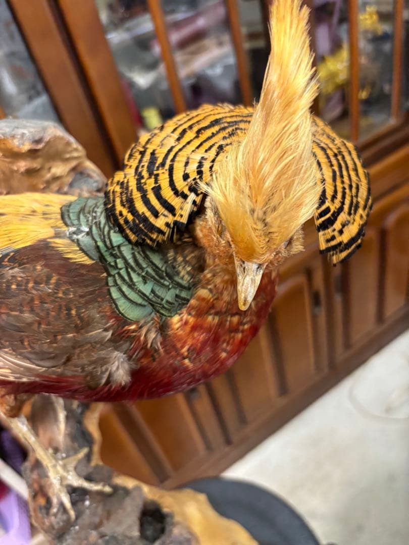 キジの 剥製 木製 の台座 鳥の置物 高さ約７１cm 大特価激安