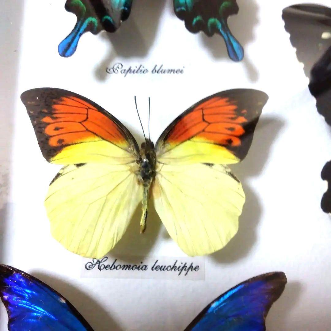 オオルリアゲハ他熱帯性蝶類合計9種類
