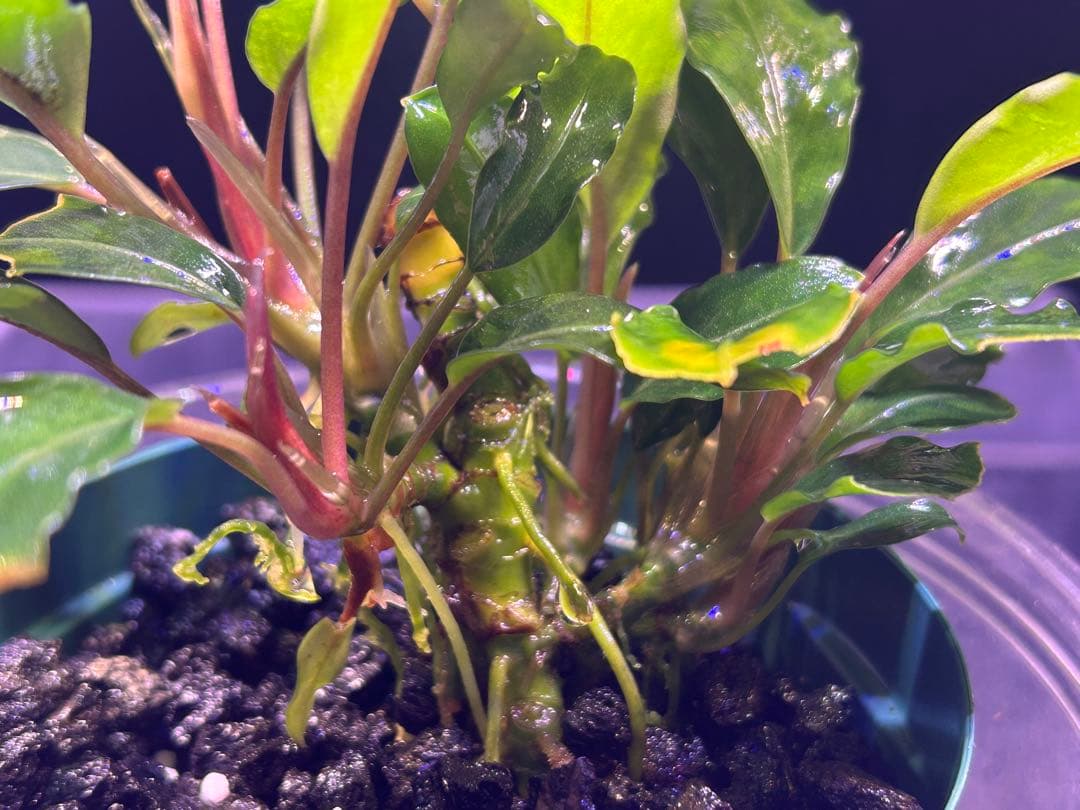 たおBucephalandr 各種