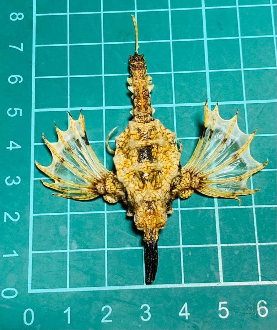 ウミテング 乾燥標本①　海　魚　レア　標本