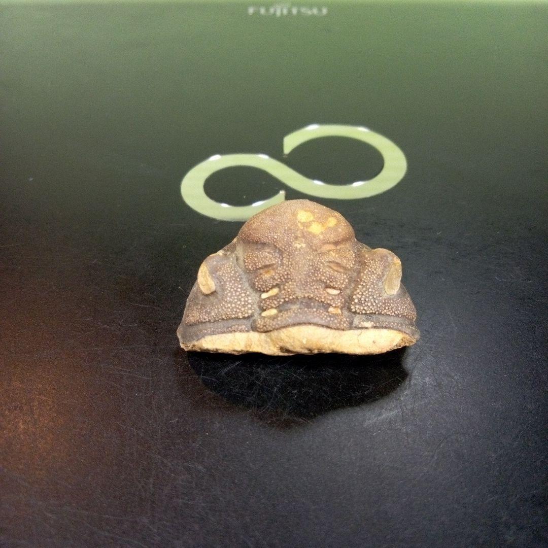 三葉虫　化石　fossil　ボリビア　trilobite　海生動物　三葉虫識別⑤