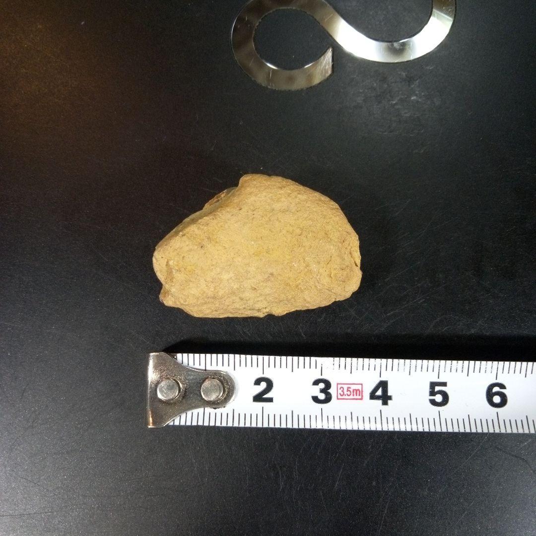 三葉虫　化石　fossil　ボリビア　trilobite　海生動物　三葉虫識別⑤