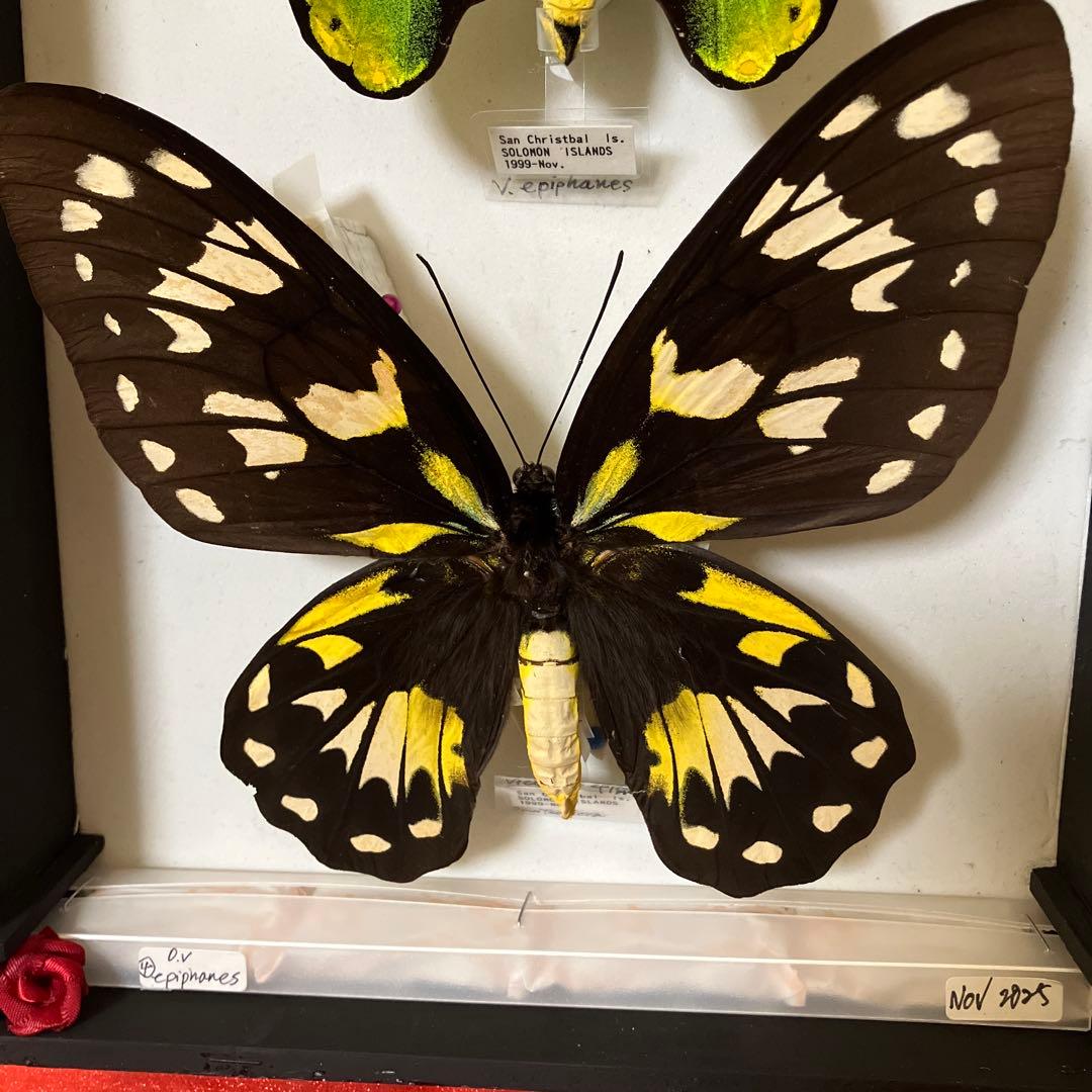 ビクトリアトリバネアゲハ♂♀