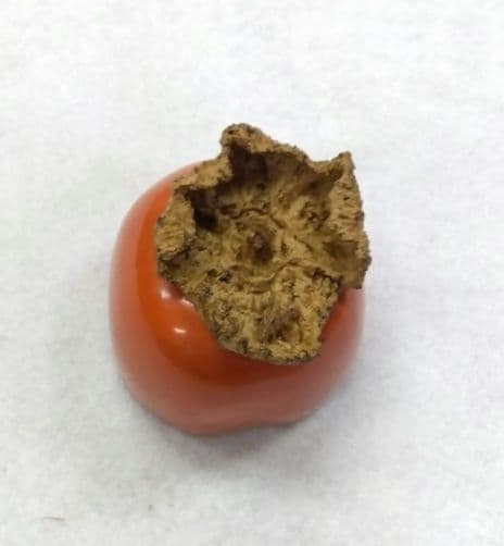 茶道具 香合 乾漆 柿 二代 田中健智 新品