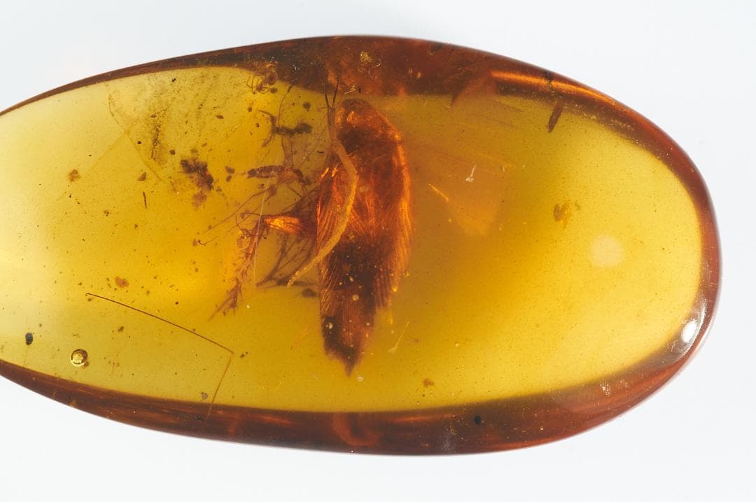 レア極上品 PA100虫入り琥珀化石　ミャンマーカムティかタナイ9900万年前