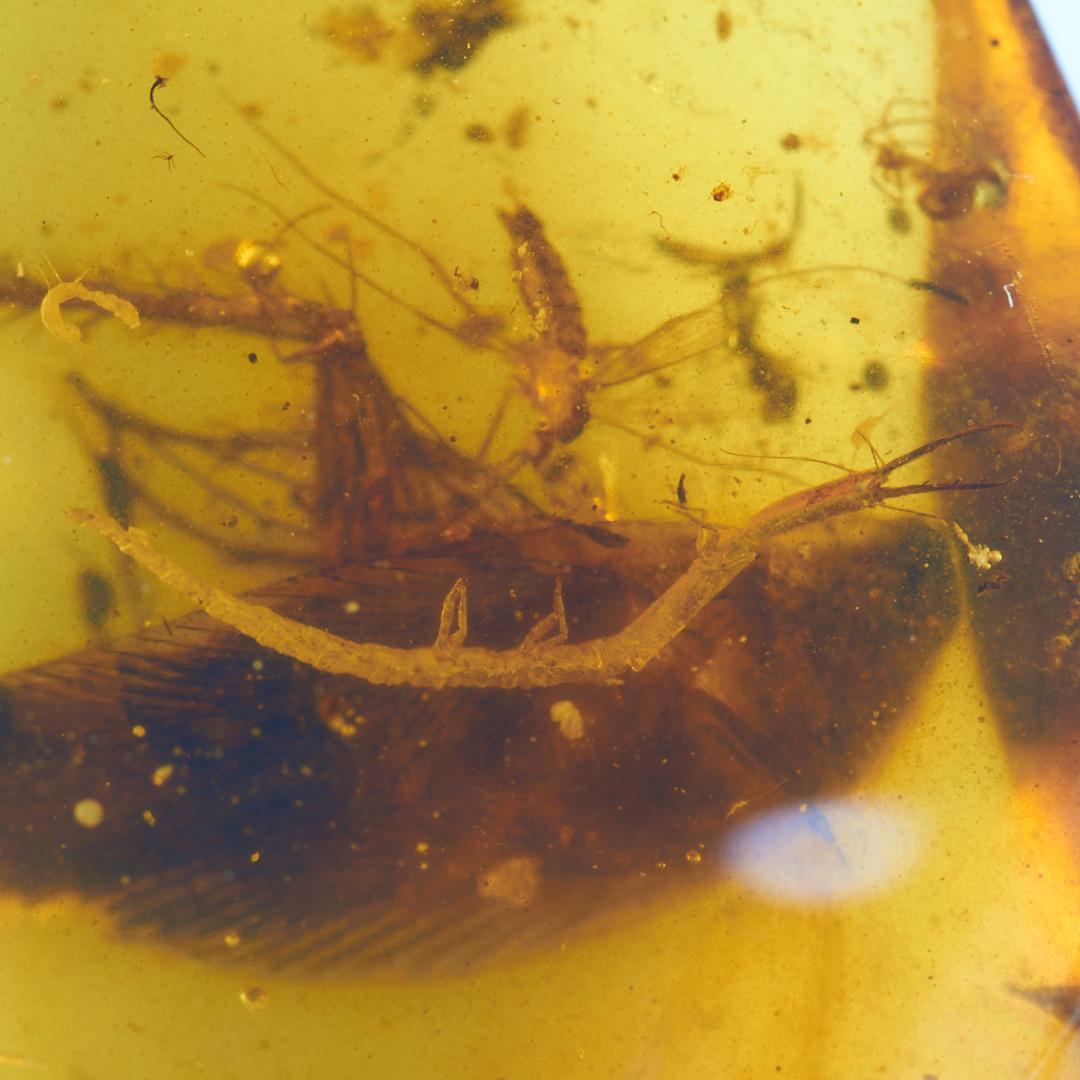 レア極上品 PA100虫入り琥珀化石　ミャンマーカムティかタナイ9900万年前