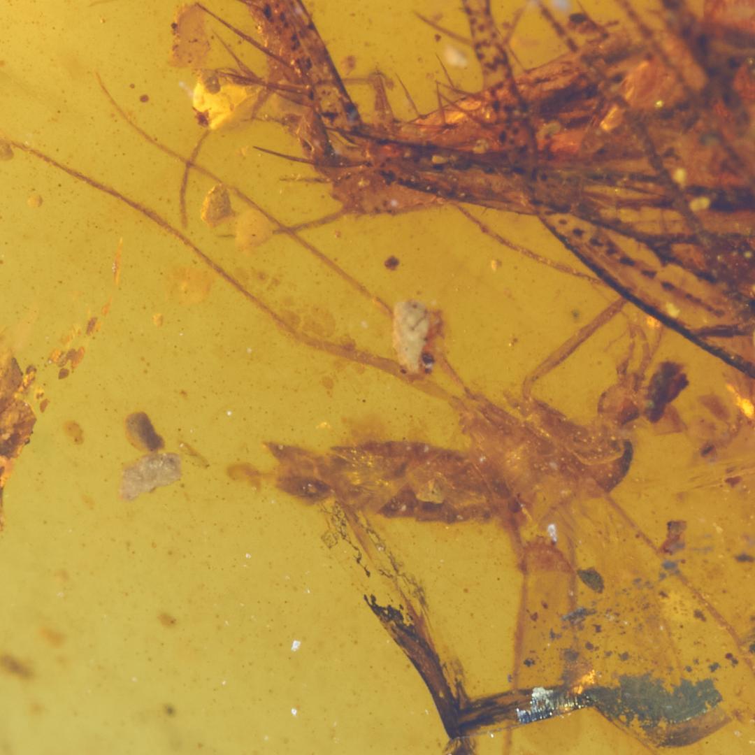 レア極上品 PA100虫入り琥珀化石　ミャンマーカムティかタナイ9900万年前