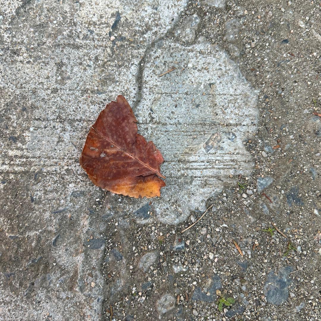 そこら辺の落ち葉